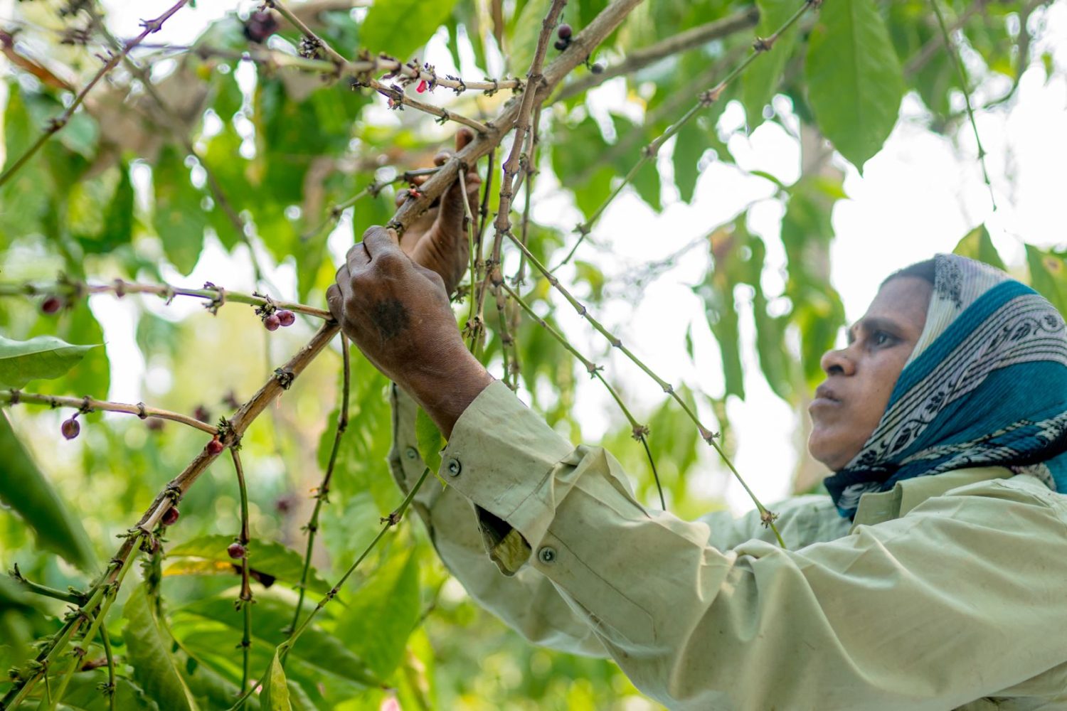 An older picker in a headscarf working a branch of coffee cherries in Coorg