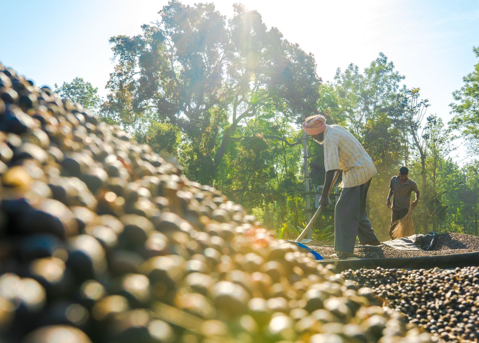A worker raking a vast bed of drying coffee in the Coorg yard, sun flaring low across the surface